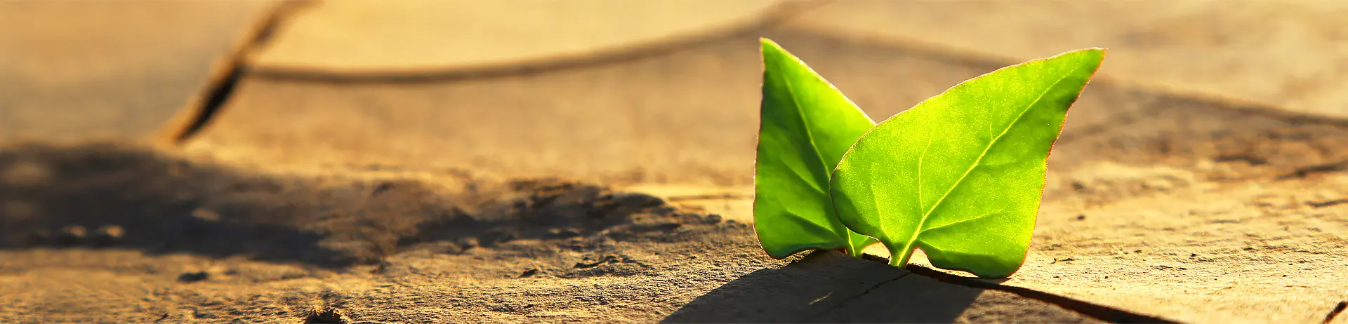 A green leaf is laying on the ground